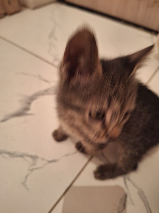 Беслатное котятя