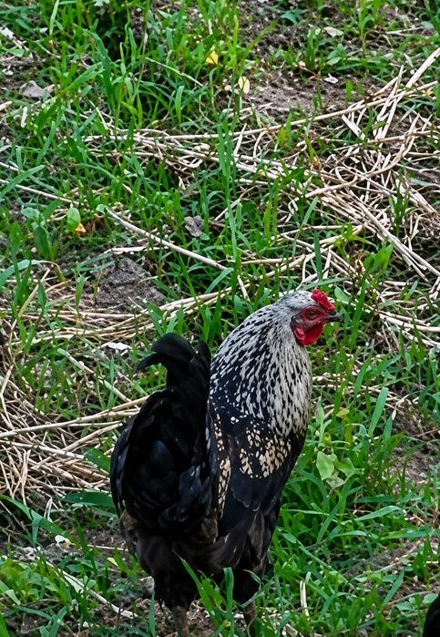 Gigant xoʻroz .bobohoʻroz