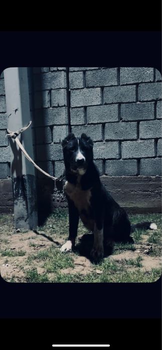 Мальчик чисто кровные алабай