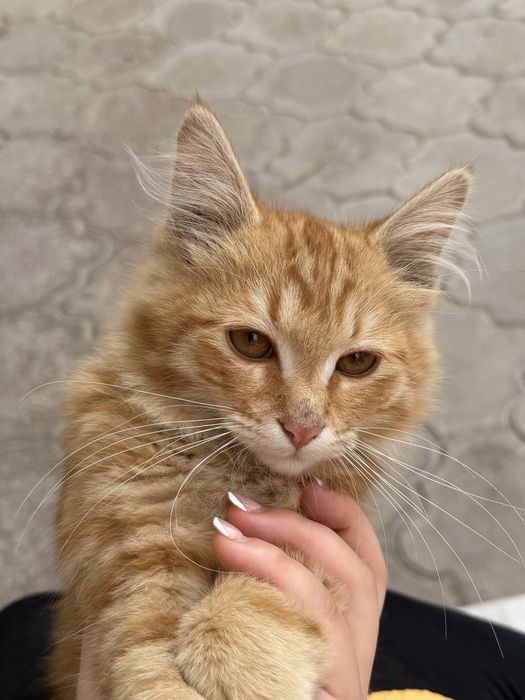 Meyn kun uy mushugi òrgatilgan