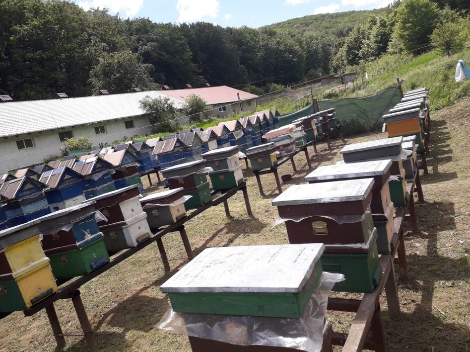 Stupi Crescători Regine