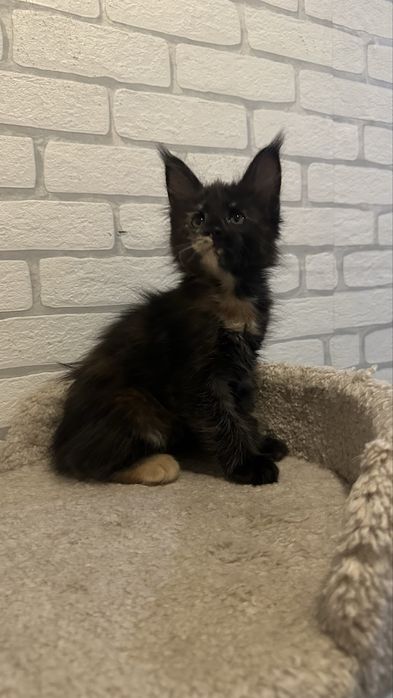 Питомник...котята... Мейн-Кун...