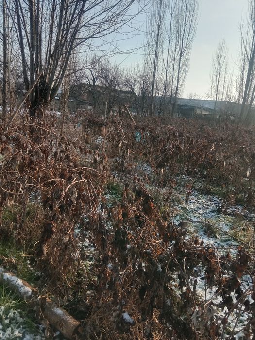 Malina kochat sotiladi 10000