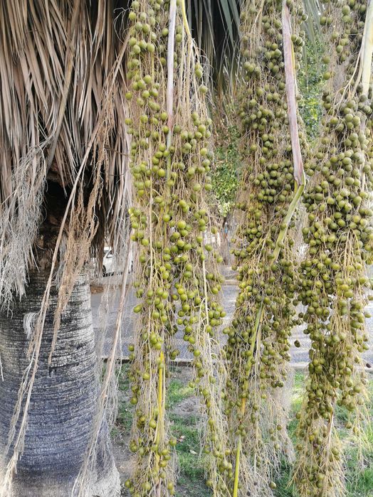 Продавам семена за палми