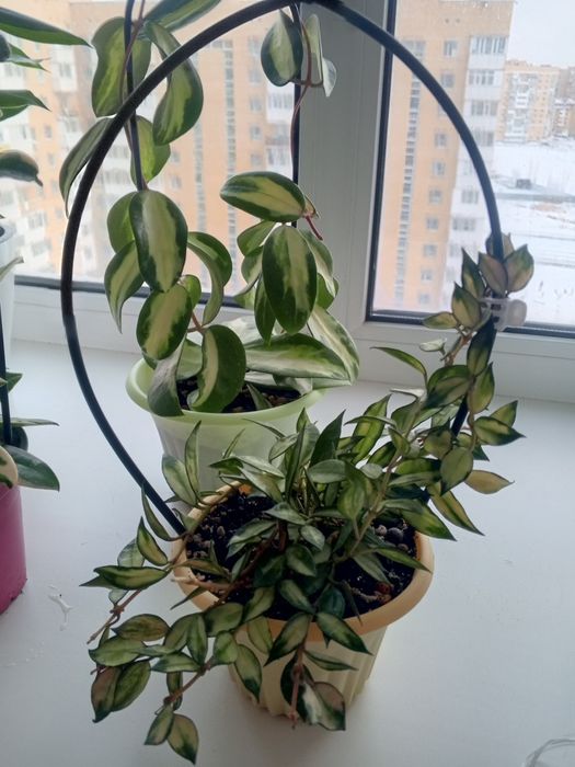 Продам цветы Хойи