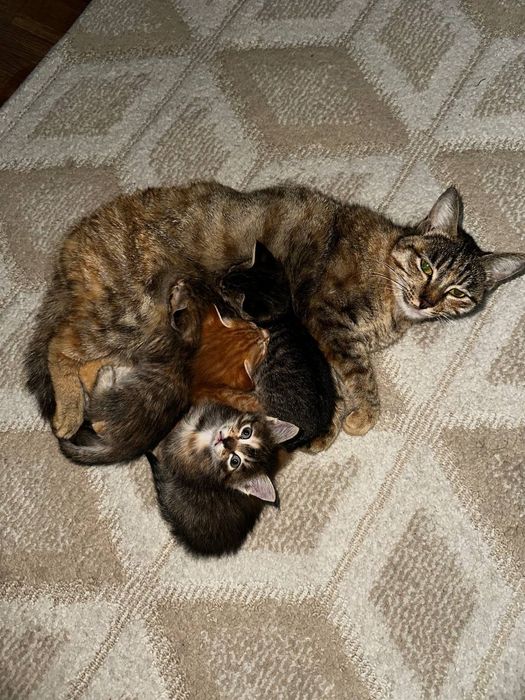 Отдам котят в добрые руки