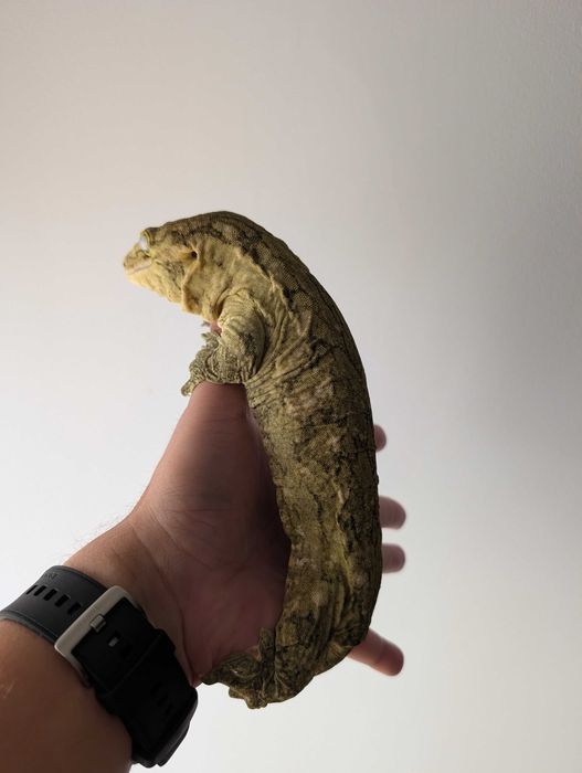 Leachianus gecko (Rhacodactylus leachianus, giant gecko)