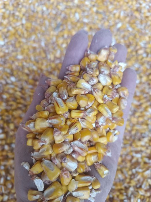 Vând porumb uscat proaspăt recoltat.1 leu kilogramul