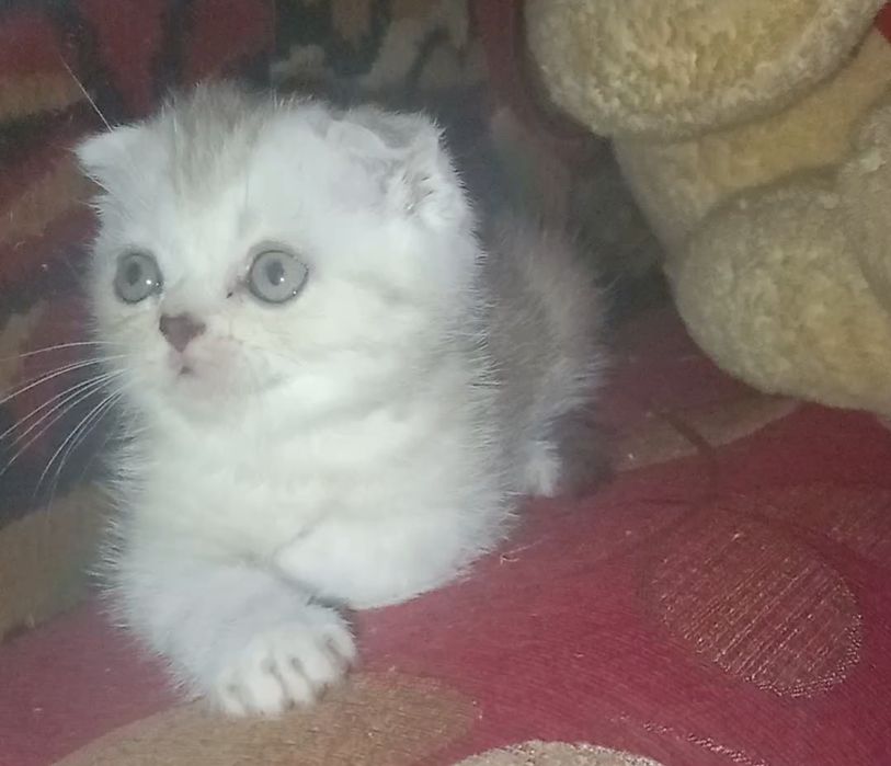 Котятки вислоушки