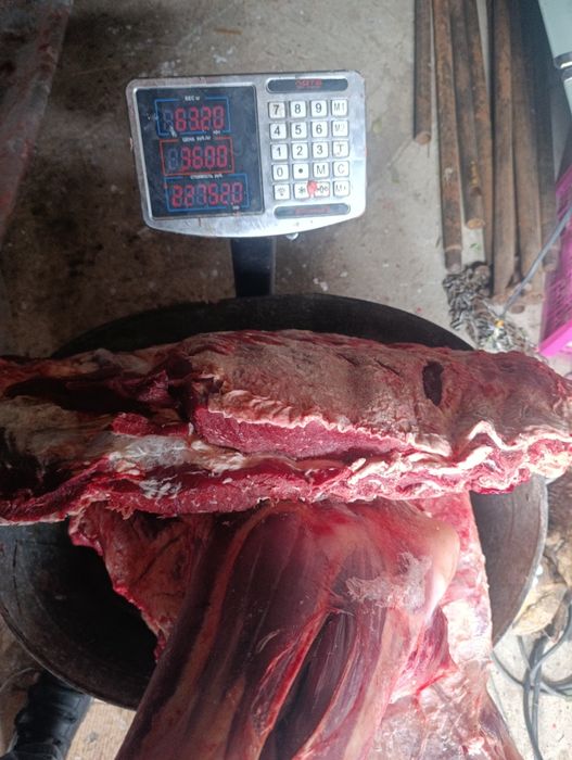 Бычки есть на продажу