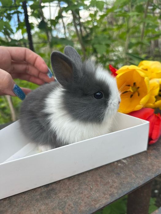 Кролики декоративные карликовые