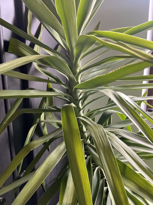 Yuca gigantea 2m