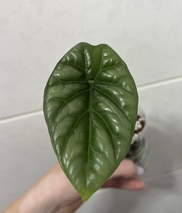 Детки алоказии Синуата