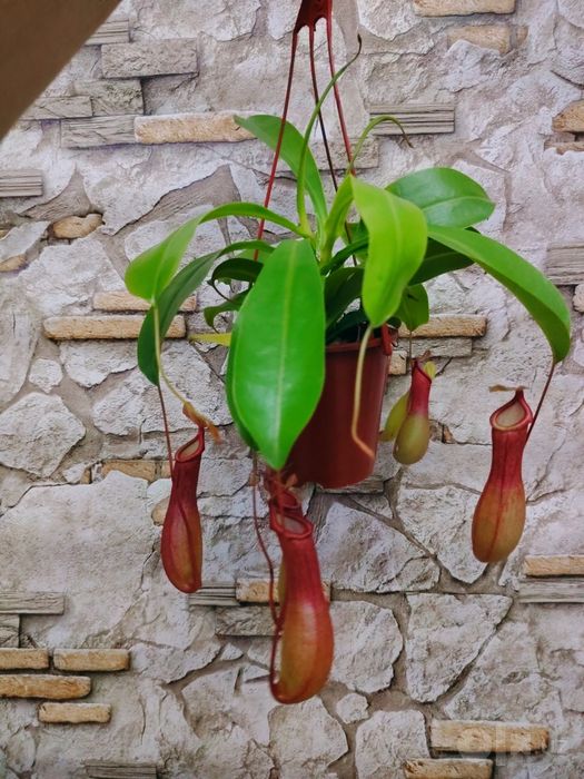Мухоловка Nepenthes