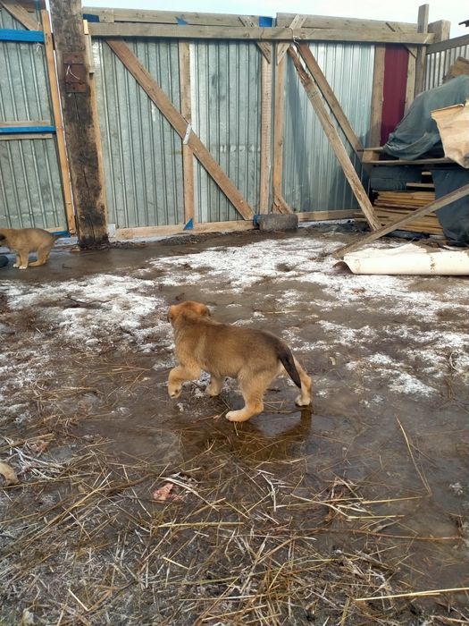 Продам Щенок девочка