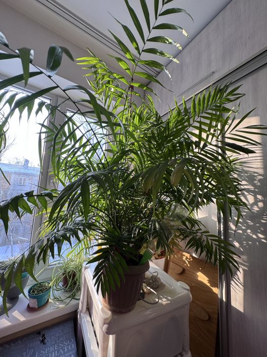 Хамедорея элеганс пальма