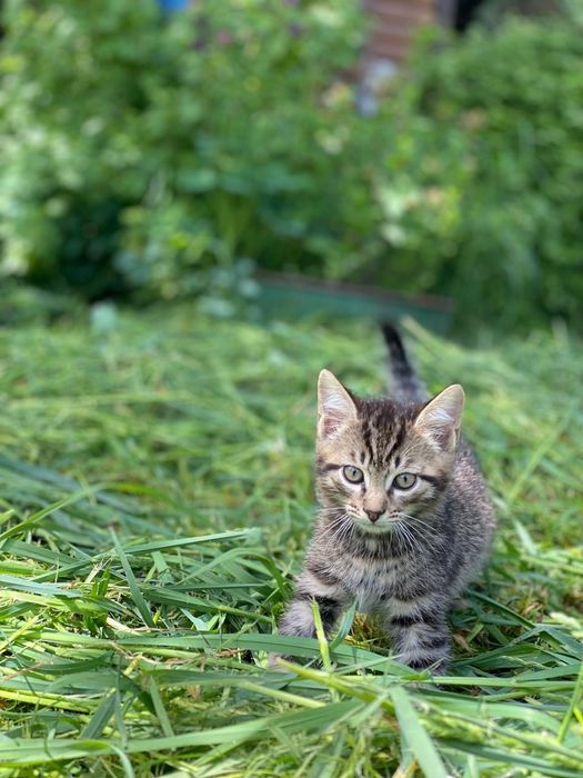 Котёнка в добрые руки