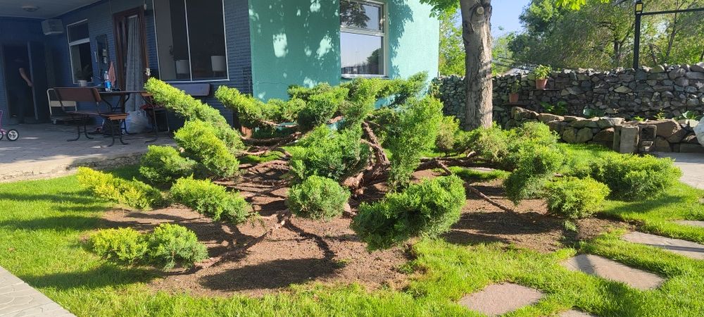 дизайнерская стрижка хвойных деревьев и кустарников. Ниваки