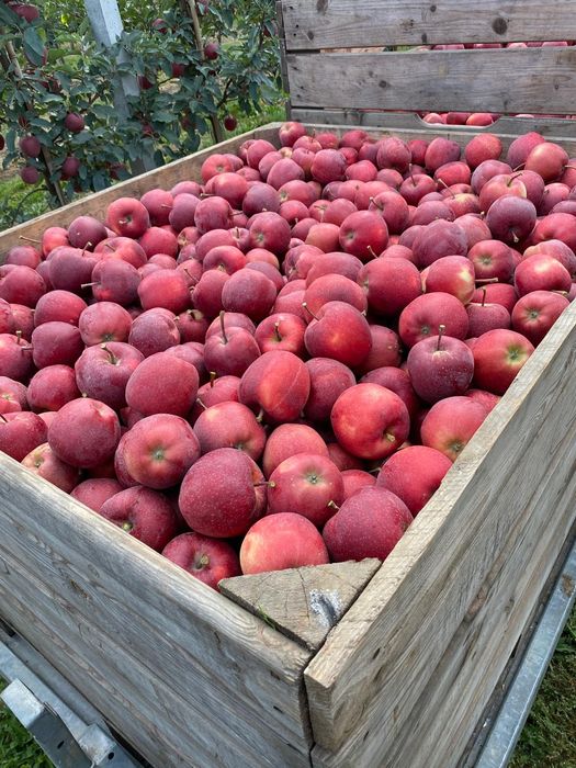 Mere de polonia vindem angro