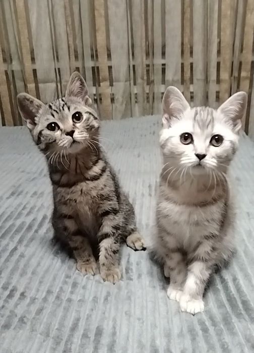 Скоттиш страйт. Мальчик и девочка.