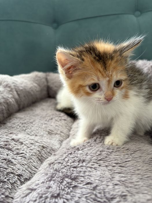 Котята девочки срочно ищут дом!