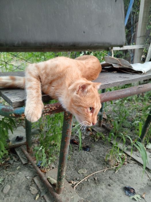 Отдам в добрые руки
