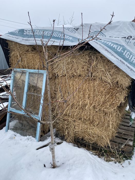 Шөп сатылады биылғы