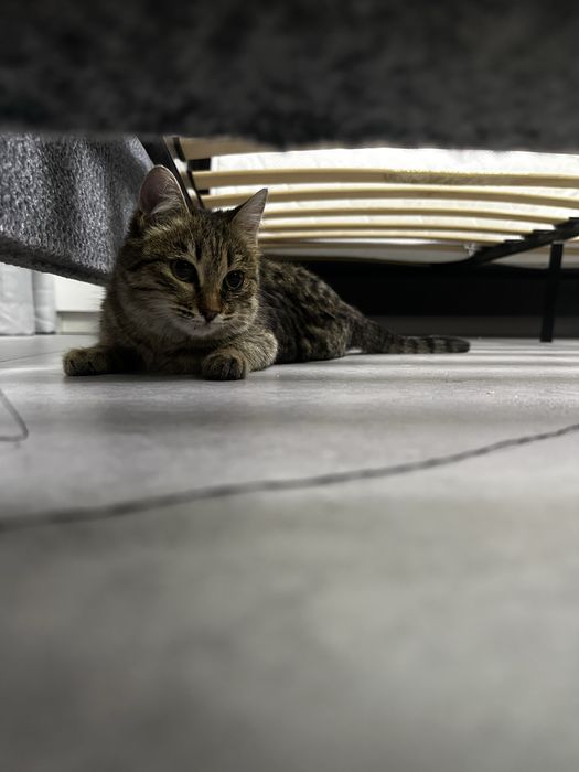 Отлам в добрые руки котят