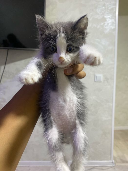 Отдаем кошку хорошему людям
