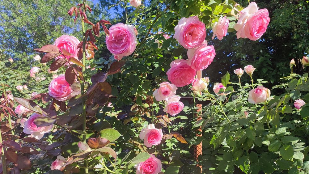 Продам дом в дачном массиве