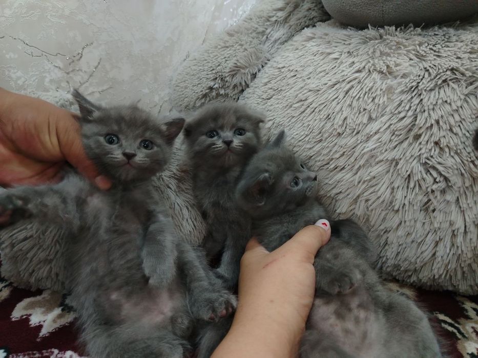 Котята Продаються