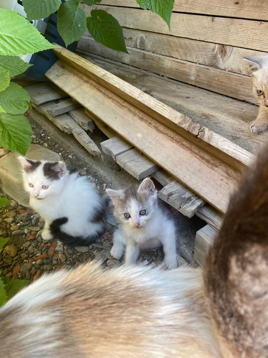 Pisici pentru adoptie