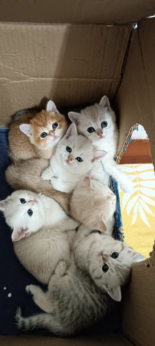 Продаётся Котята шиншилла