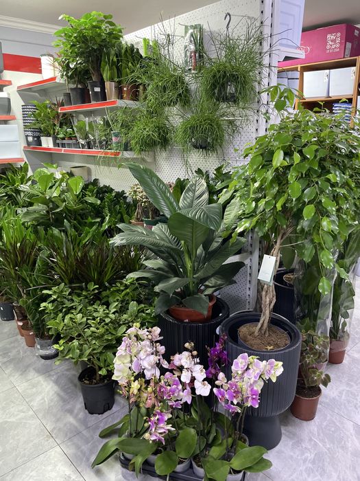 Комнатные растения дешевые