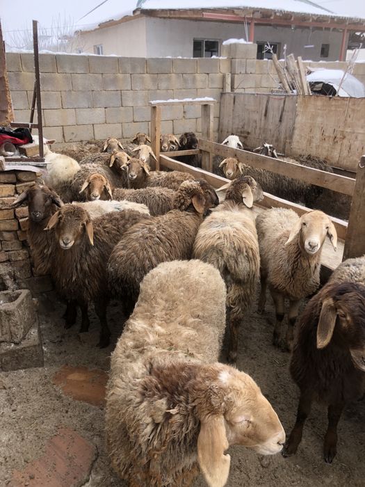 Тоқтылар/баран/қой/қошқар