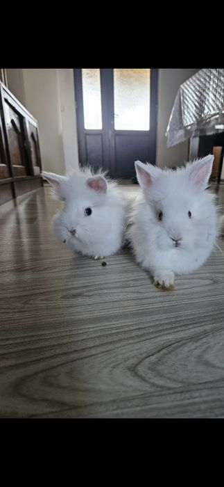 De vanzare Iepurași drăgălași