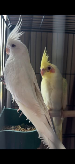 Продаем пару попугаев корелл!