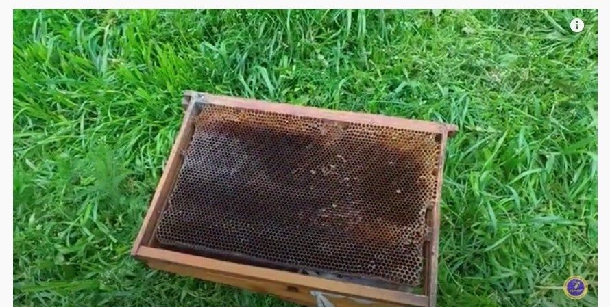 Продам сушь дадан