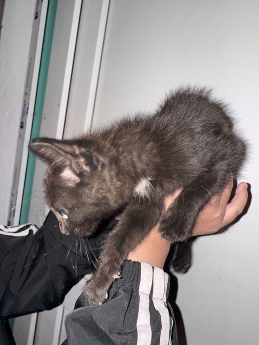 Кошка в добрые руки