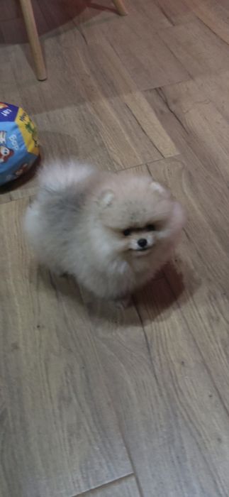 Померанче,мини момиченце с родословие!