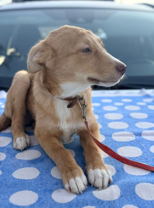 Отдам в добрые руки