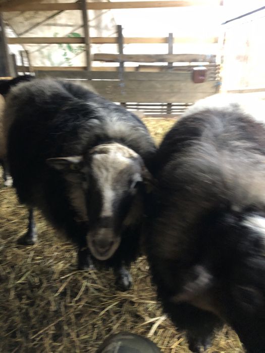 Oi romanov disponibile