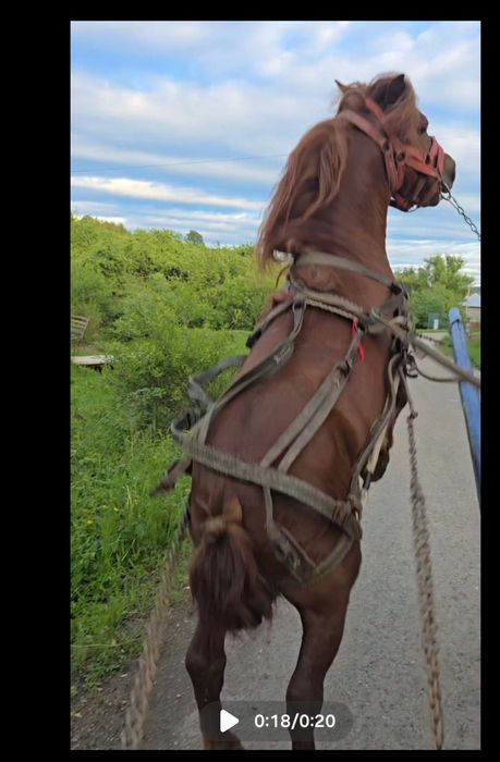 Vând ponei si calu sau schimb cu cal mare greu