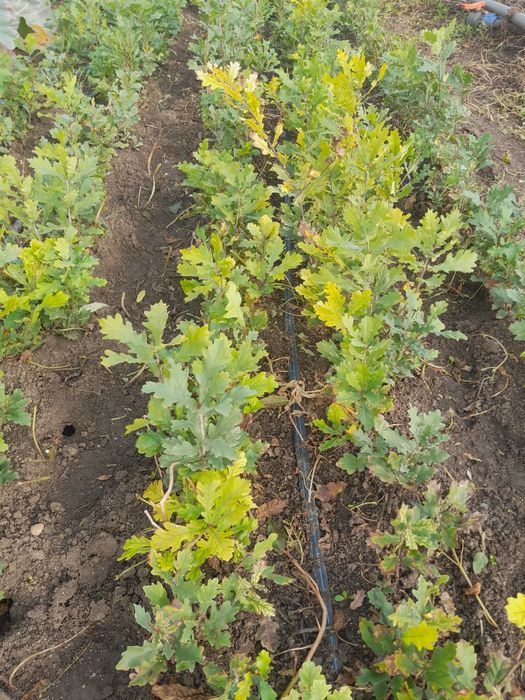 Puieti de stejar și glădiță