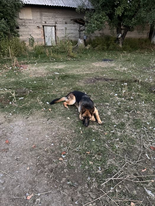 Продам немецкую овчарку