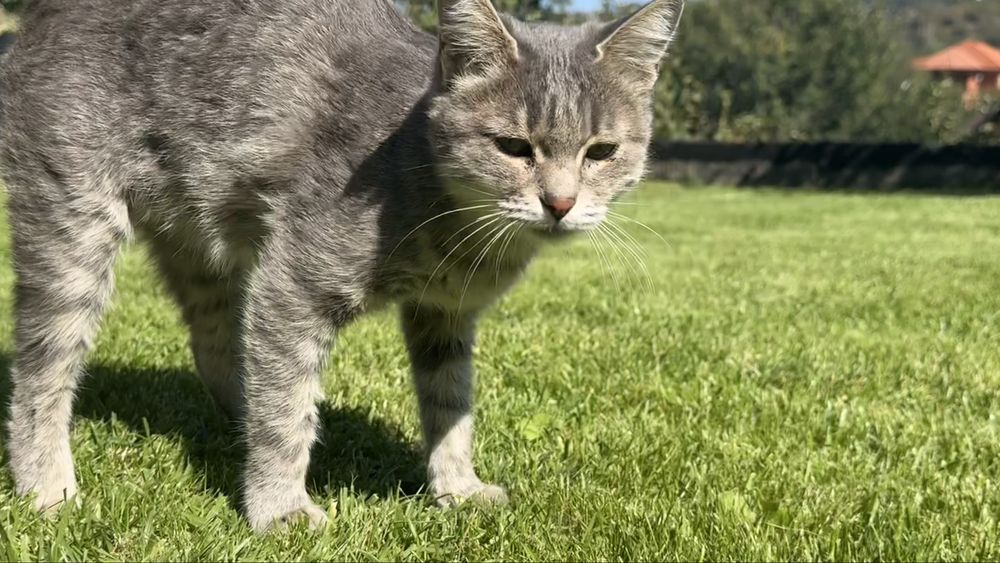 Кошка ласковая и красивая