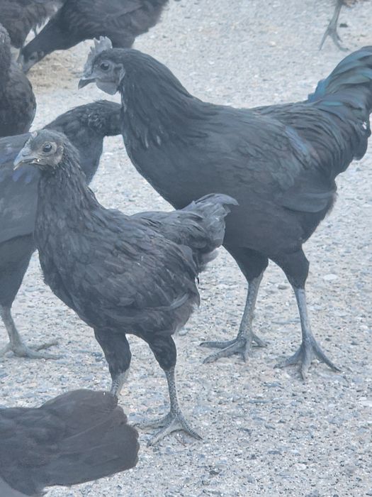 Uhayli toviqlar va hurozlari