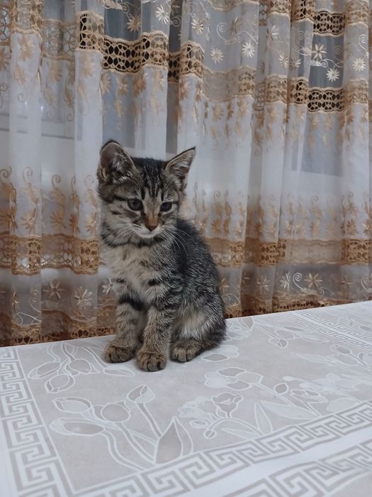 Мушук текинга берилади