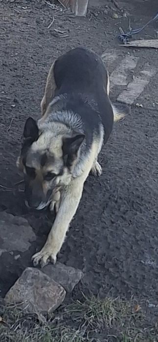 Найдена собака овчарка.