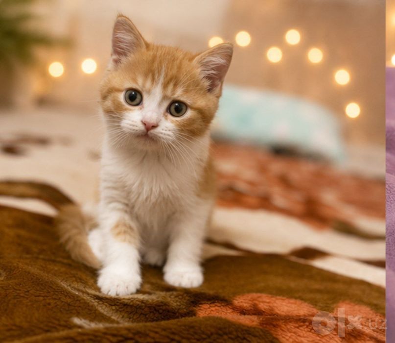 Scottish Fold / Scottish Straight mushukchalari sotiladi